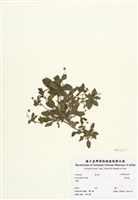 藏品(茶匙黃)的圖片